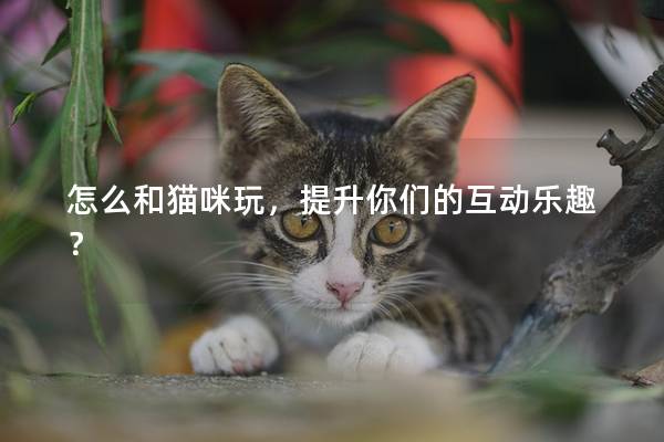 怎么和猫咪玩，提升你们的互动乐趣？