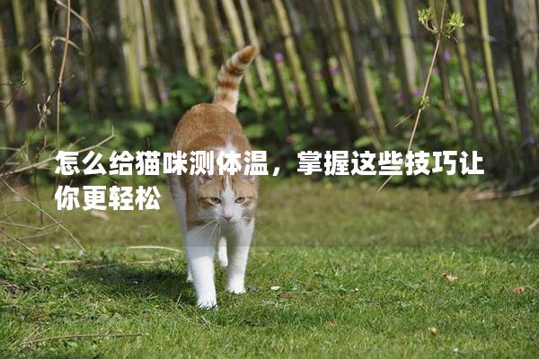 怎么给猫咪测体温，掌握这些技巧让你更轻松