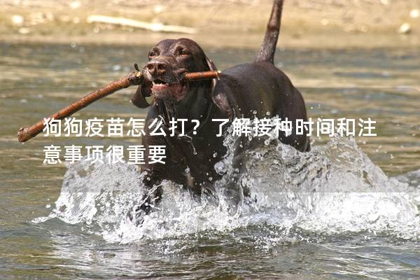 狗狗疫苗怎么打？了解接种时间和注意事项很重要