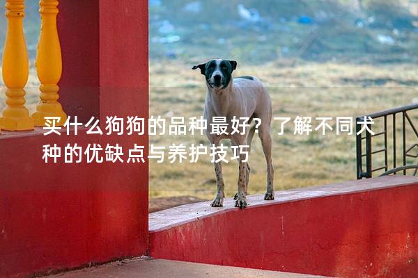 买什么狗狗的品种最好？了解不同犬种的优缺点与养护技巧