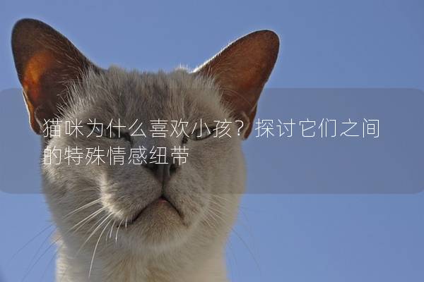 猫咪为什么喜欢小孩？探讨它们之间的特殊情感纽带