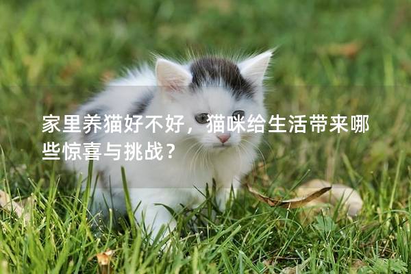 家里养猫好不好，猫咪给生活带来哪些惊喜与挑战？