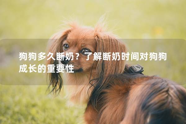 狗狗多久断奶？了解断奶时间对狗狗成长的重要性