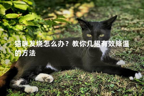 猫咪发烧怎么办？教你几招有效降温的方法