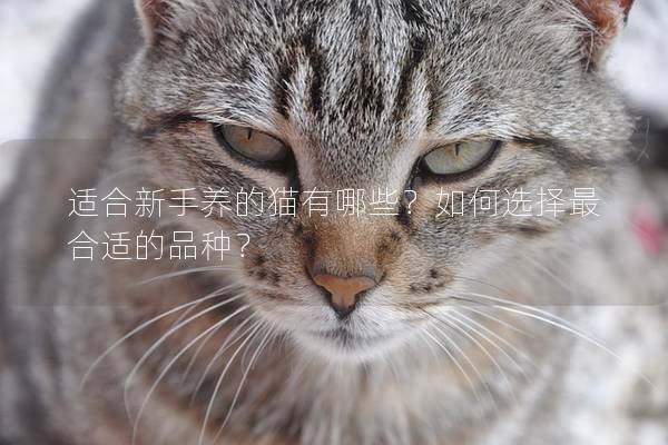 适合新手养的猫有哪些？如何选择最合适的品种？