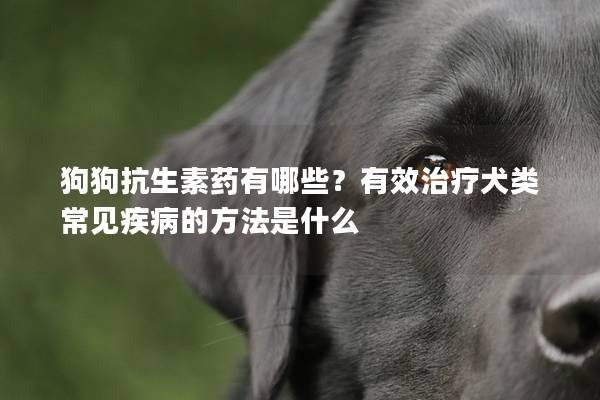 狗狗抗生素药有哪些？有效治疗犬类常见疾病的方法是什么