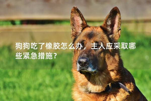 狗狗吃了橡胶怎么办，主人应采取哪些紧急措施？