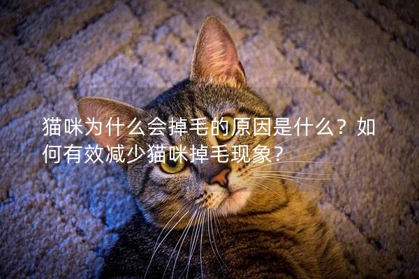 猫咪为什么会掉毛的原因是什么？如何有效减少猫咪掉毛现象？