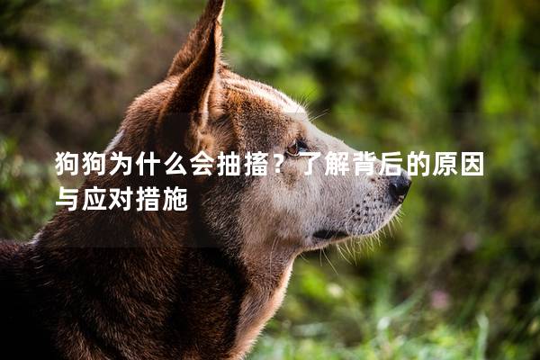 狗狗为什么会抽搐？了解背后的原因与应对措施