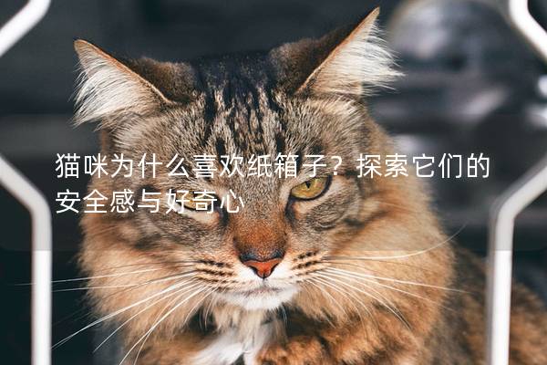 猫咪为什么喜欢纸箱子？探索它们的安全感与好奇心