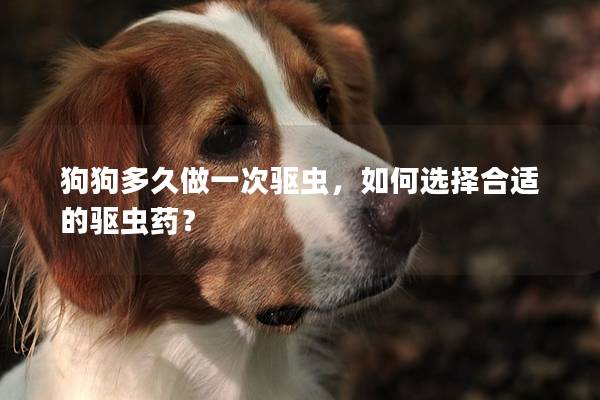 狗狗多久做一次驱虫，如何选择合适的驱虫药？