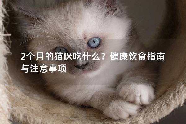 2个月的猫咪吃什么？健康饮食指南与注意事项