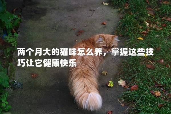 两个月大的猫咪怎么养，掌握这些技巧让它健康快乐