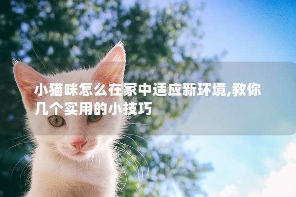 小猫咪怎么在家中适应新环境,教你几个实用的小技巧