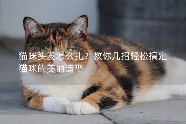 猫咪头发怎么扎？教你几招轻松搞定猫咪的美丽造型