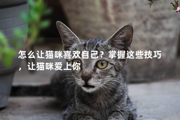 怎么让猫咪喜欢自己？掌握这些技巧，让猫咪爱上你