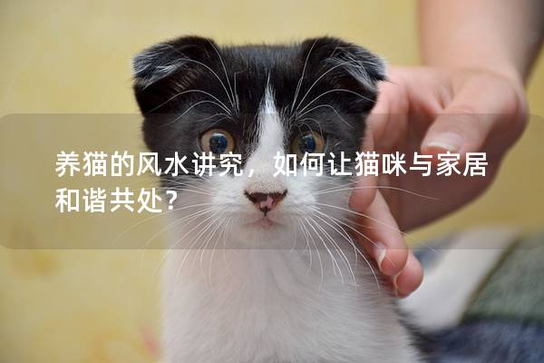 养猫的风水讲究，如何让猫咪与家居和谐共处？