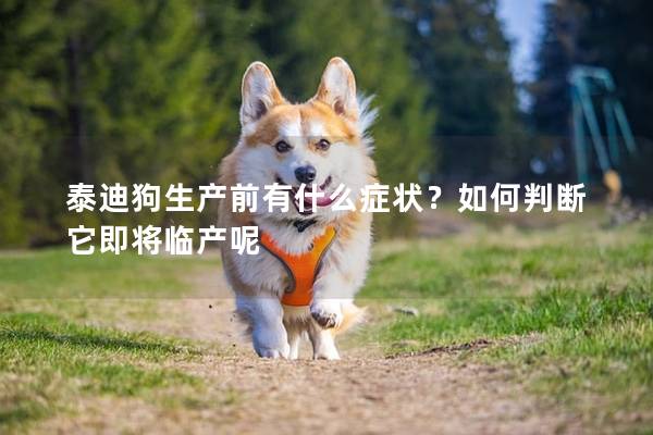 泰迪狗生产前有什么症状？如何判断它即将临产呢