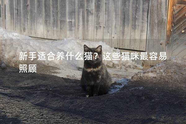 新手适合养什么猫？这些猫咪最容易照顾