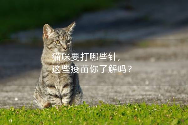 猫咪要打哪些针, 这些疫苗你了解吗？