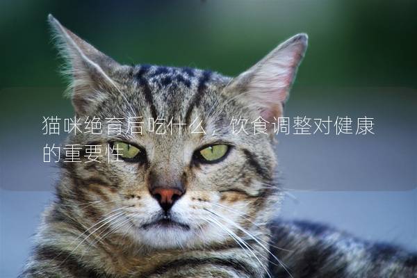 猫咪绝育后吃什么，饮食调整对健康的重要性