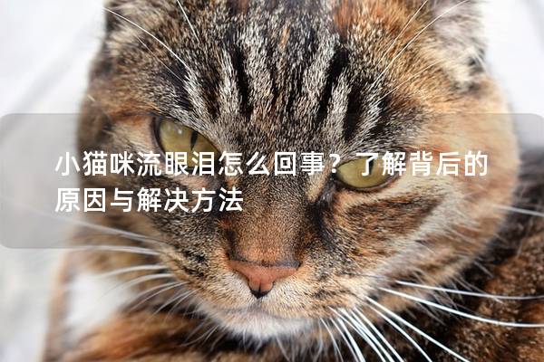 小猫咪流眼泪怎么回事？了解背后的原因与解决方法