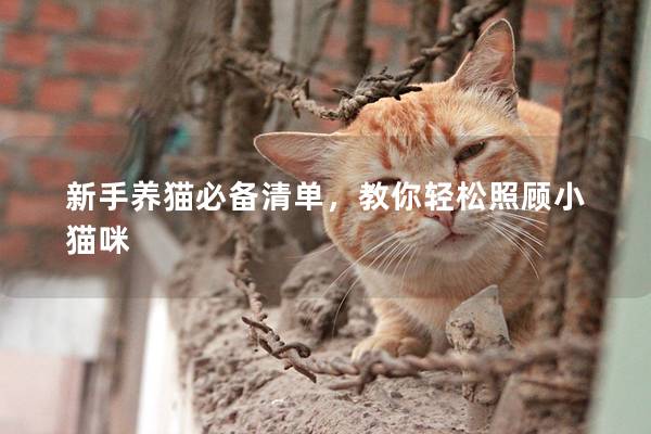 新手养猫必备清单，教你轻松照顾小猫咪