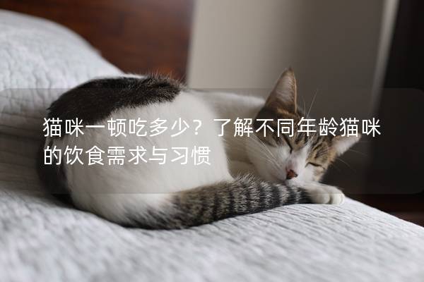 猫咪一顿吃多少？了解不同年龄猫咪的饮食需求与习惯