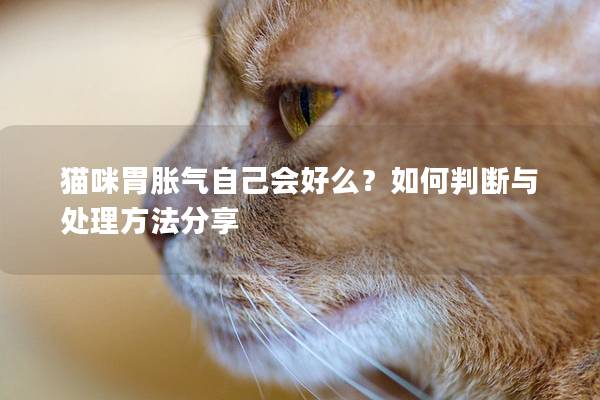 猫咪胃胀气自己会好么？如何判断与处理方法分享