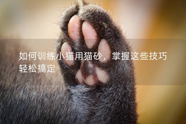 如何训练小猫用猫砂，掌握这些技巧轻松搞定