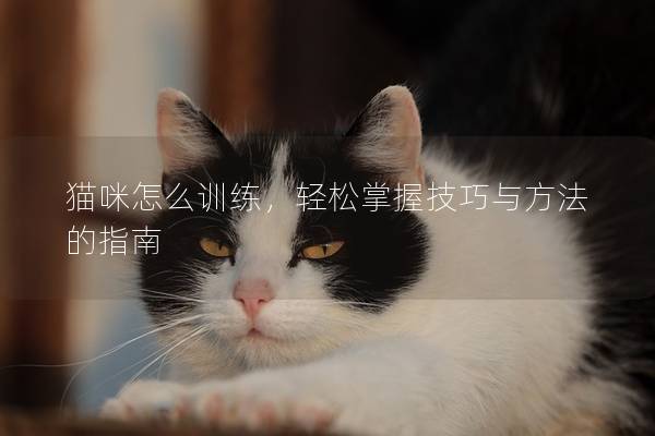 猫咪怎么训练，轻松掌握技巧与方法的指南