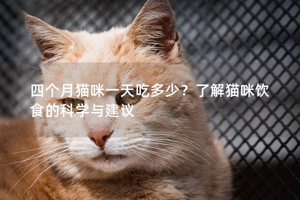 四个月猫咪一天吃多少？了解猫咪饮食的科学与建议