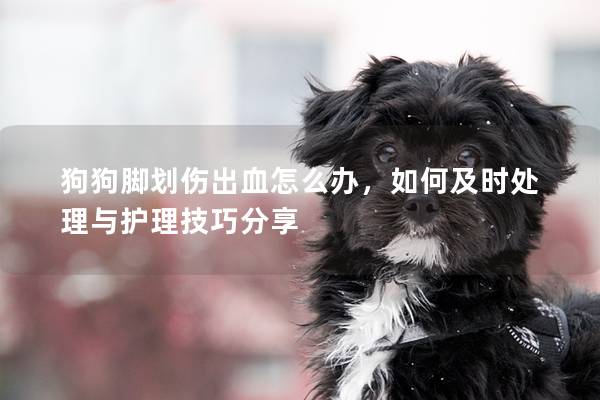 狗狗脚划伤出血怎么办，如何及时处理与护理技巧分享