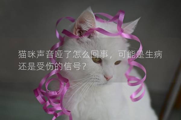 猫咪声音哑了怎么回事，可能是生病还是受伤的信号？