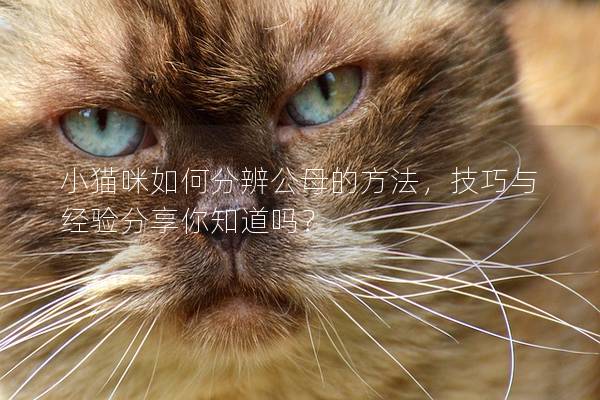 小猫咪如何分辨公母的方法，技巧与经验分享你知道吗？