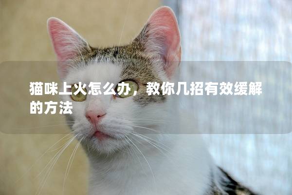 猫咪上火怎么办，教你几招有效缓解的方法