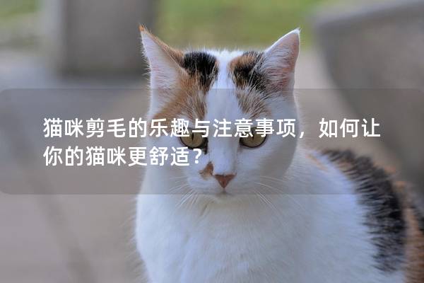 猫咪剪毛的乐趣与注意事项，如何让你的猫咪更舒适？