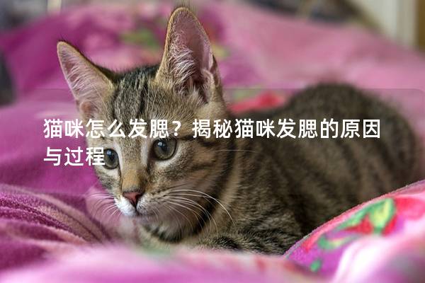 猫咪怎么发腮？揭秘猫咪发腮的原因与过程