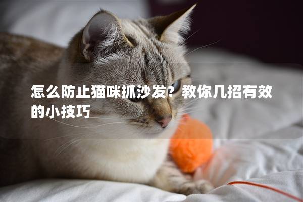 怎么防止猫咪抓沙发？教你几招有效的小技巧