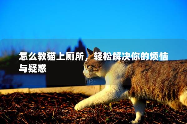 怎么教猫上厕所，轻松解决你的烦恼与疑惑