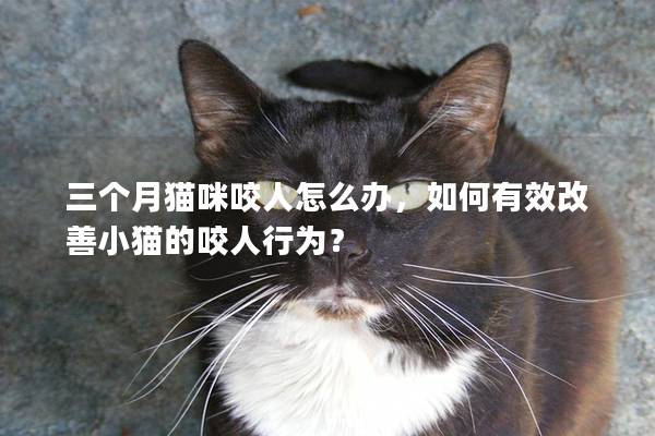 三个月猫咪咬人怎么办，如何有效改善小猫的咬人行为？