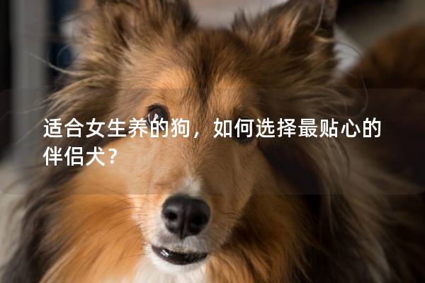 适合女生养的狗，如何选择最贴心的伴侣犬？