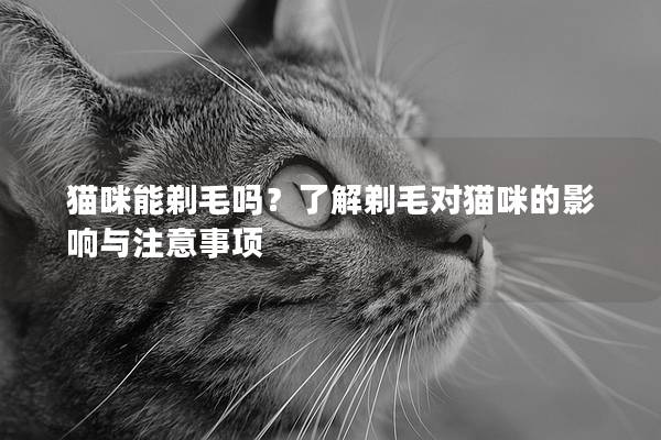 猫咪能剃毛吗？了解剃毛对猫咪的影响与注意事项