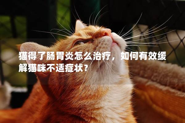 猫得了肠胃炎怎么治疗，如何有效缓解猫咪不适症状？