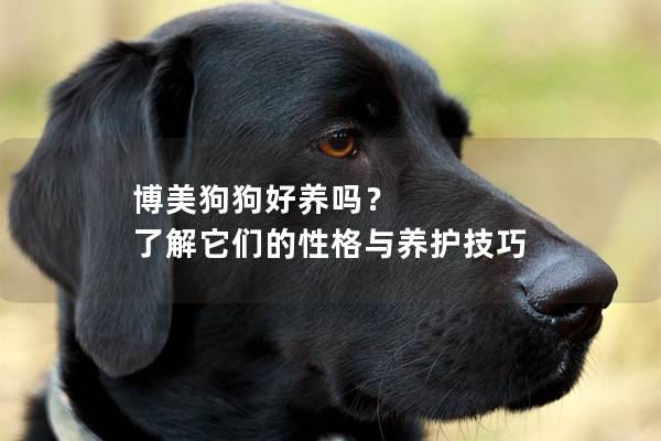 博美狗狗好养吗？ 了解它们的性格与养护技巧