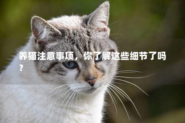 养猫注意事项，你了解这些细节了吗？