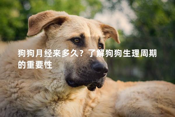 狗狗月经来多久？了解狗狗生理周期的重要性