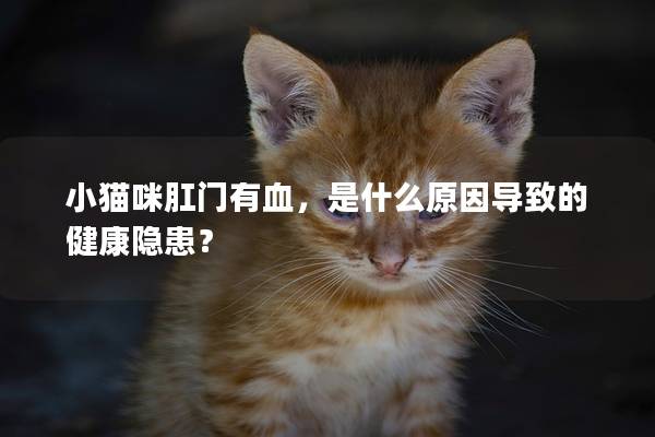 小猫咪肛门有血，是什么原因导致的健康隐患？