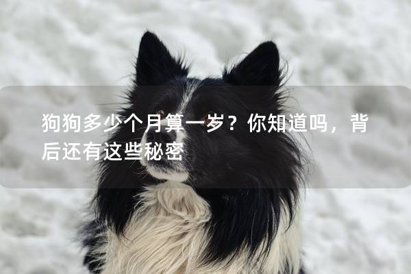 狗狗多少个月算一岁？你知道吗，背后还有这些秘密