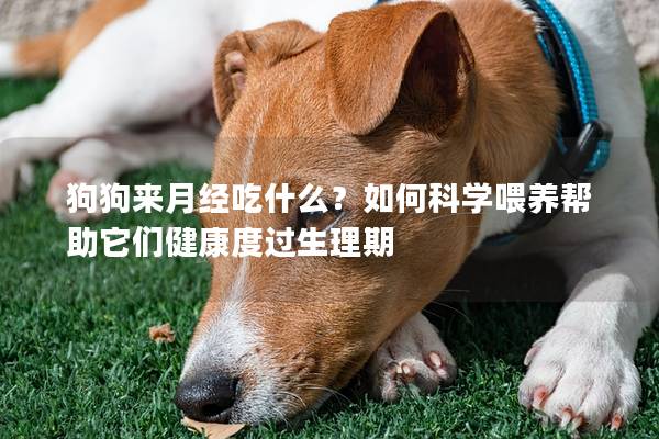 狗狗来月经吃什么？如何科学喂养帮助它们健康度过生理期